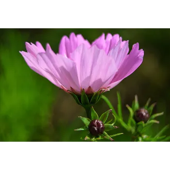 arali flower (11)-5308133-81645.webp